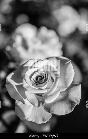 Macrofotografia, dettagli primi piani, rose, monocromatico, eleganza floreale, bianco e nero, tessuti petali, bellezza botanica Foto Stock