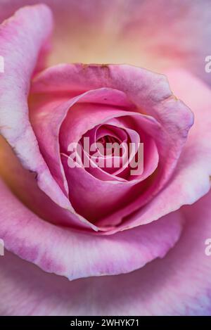 Macrofotografia, boccioli di rosa, fiori di rosa, bellezza floreale, dettagli petali, primo piano, le complessità della natura, le rose in fiore Foto Stock