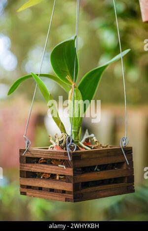 Appendiabiti, orchidea ornamentale, decorazione di piante, eleganza floreale, giardinaggio interno, pianta decorativa, varietà Orchidea Foto Stock