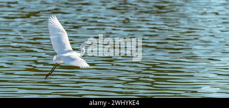 Grande airone bianco, decollo, lago blu, fauna selvatica, bellezza aviaria, uccello in volo, scena naturalistica, ali maestose, lancio di Heron Foto Stock