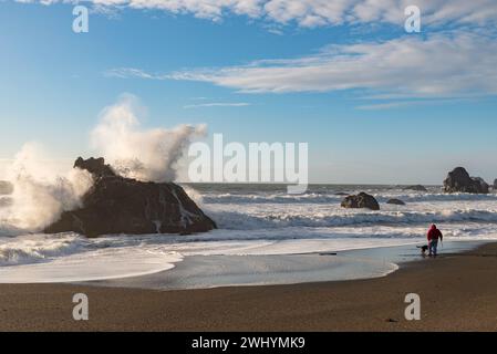 Goat Rock, California settentrionale, gabbiano, onde, bellezza costiera, oceano Pacifico, formazioni rocciose, onde costiere Foto Stock