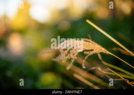 Macro, foto, Fluffy, Cortaderia selloana, Pampas Grass, piante giovani, natura, primo piano, Botanica, Macro Fotografia, struttura della pianta Foto Stock