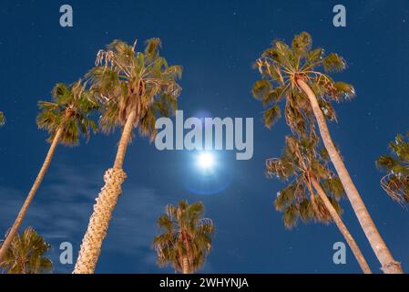 Luminoso, Luna piena, California, palme, cielo notturno, SoCal Vibe, Moonlit, Palm silhouette, Celestial Foto Stock