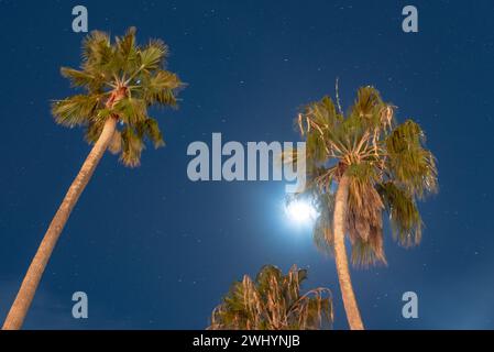 Luminoso, Luna piena, California, palme, cielo notturno, SoCal Vibe, Moonlit, Palm silhouette, Celestial Foto Stock