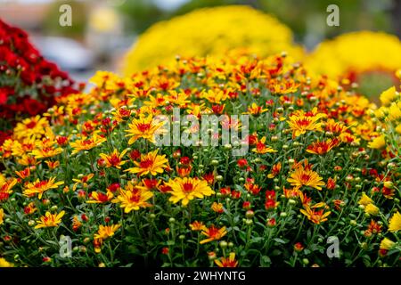 Fresco e colorato bouquet di fiori in Un mercato agricolo locale Foto Stock