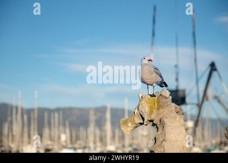 Gabbiano, porto di Santa Barbara, barche, arroccato, flora e fauna selvatiche, Coastal, Bird, Seaside, Seagull arroccato, Harbor Scene Foto Stock