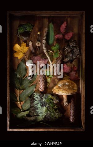 Oggetti trovati dalla foresta come un piatto giacevano in una scatola di legno con corteccia d'albero, funghi, foglie e coni, natura morta su una ba scura Foto Stock