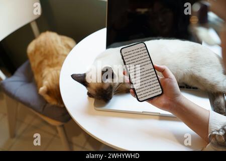 Donna che lavora al telefono da casa con gatto. gatto addormentato in grembo Foto Stock