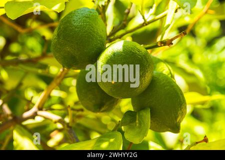 Quattro limoni verdi non maturi sull'albero Foto Stock