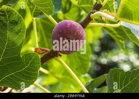 Gocciolamento di fichi maturi sull'albero Foto Stock