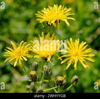 Hawkweed, daisy Family (Asteraceae), Gerntal, Tirolo, Austria, Foto Stock