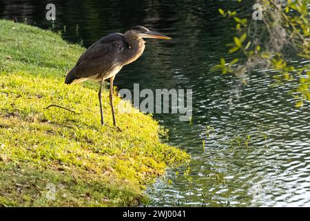 Grande airone blu (Ardea herodias) lungo la costa al Bird Island Park a Ponte Vedra Beach, Florida, al tramonto. (USA) Foto Stock