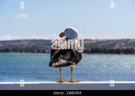 Gabbiano del Pacifico (Larus pacificus) sulla strada rialzata Granite Island, Victor Harbor, Australia meridionale Foto Stock