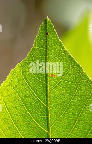 Primo piano, Macro, foto, quercia velena, Gaviota, California, pianta, tossico, allergico, foglie, eruzione cutanea, pericolosa, velenosa Foto Stock