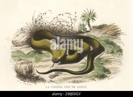 Lancehead comune, fer-de-lance, barba amarilla o mapepire balsain, vipera fossa altamente velenosa, Bothrops atrox. La vipere fer de lance, Cophias lanceolatus, Coluber lanceolatus. Incisione in acciaio colorata a mano di Alexandre Manceau dopo un'illustrazione di Edouard Travies dalla Histoire Naturelle de Lacepede di Bernard Germain de Lacepede, comprenant les cetaces, les quadrupedes ovipares, les serpents et les poissons, Furne et Cie, Parigi, 1847. Foto Stock