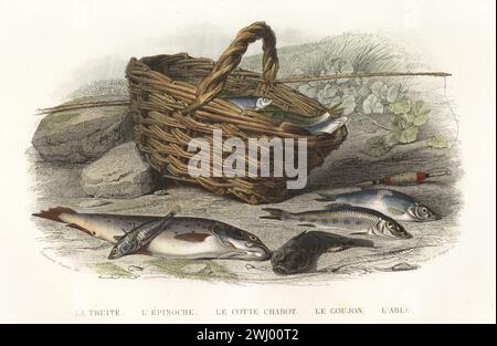 Trota bruna, Salmo trutta, stickleback a tre spinte, Gasterosteus aculeatus, European bullhead, Cottus gobio, gudgeon, Gobio gobio e dace comune, Leuciscus leuciscus. Davanti a un cestino di pesce e canna da pesca sulla riva del fiume. La truite, l'epinoche, le cotte chabot, le goujon, l'able, Cyprinus leuciscus. Incisione in acciaio colorata a mano di Forget e Charles Beyer dopo un'illustrazione di Edouard Travies dalla Histoire Naturelle de Lacepede di Bernard Germain de Lacepede, comprenant les cetaces, les quadrupedes ovipares, les Serpents et les poissons, Furne et Cie, Parigi, 1847. Foto Stock