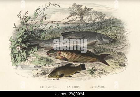 Barbel comune, barbus barbus, carpa eurasiatica o carpa europea, Cyprinus carpio, e pesce tench o medico, Tinca tinca. Pesce d'acqua dolce sulla riva del fiume. Le barbeau, la carpe, la tanche. Incisione in acciaio colorata a mano di Charles Beyer e Alexandre Manceau dopo un'illustrazione di Edouard Travies dalla Histoire Naturelle de Lacepede di Bernard Germain de Lacepede, comprenant les cetaces, les quadrupedes ovipares, les serpents et les poissons, Furne et Cie, Parigi, 1847. Foto Stock