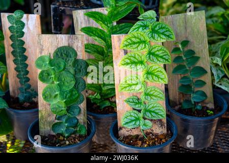 Monstera Dubia albero di crescita che cresce su un supporto artificiale di bordo, vasi con piante alla vendita del mercato. Foto Stock