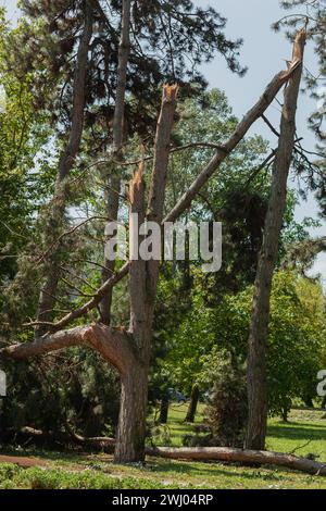 Alberi rotti dopo una grande tempesta Foto Stock