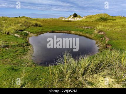 Riserva naturale all'estremità orientale dell'isola di Norderney, Frisia orientale, Germania, Europa Foto Stock