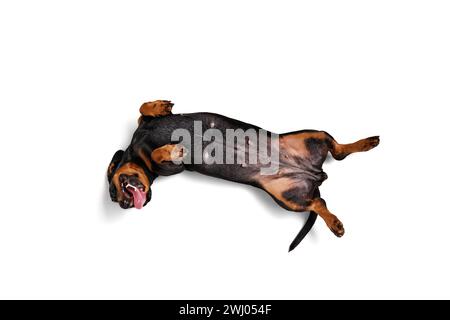 Dachshund, un cane giocoso, felice e purosangue, che si stende sulla schiena con le zampe in alto e che gioca in uno studio isolato su sfondo bianco Foto Stock