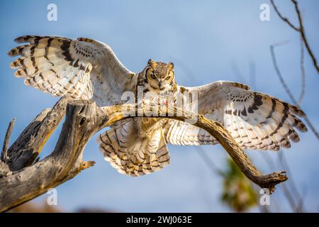 Un grande uccello nativo adattabile che gode della vista panoramica del parco Foto Stock