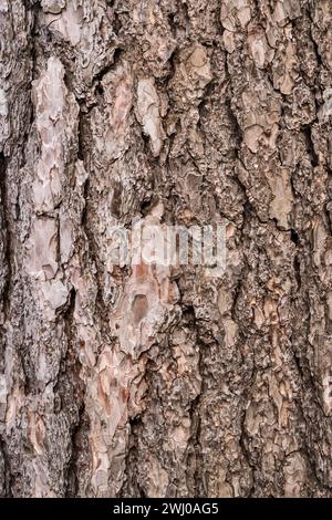 Corteccia di un vecchio pino perenne ravvicinato come sfondo naturale in legno Foto Stock