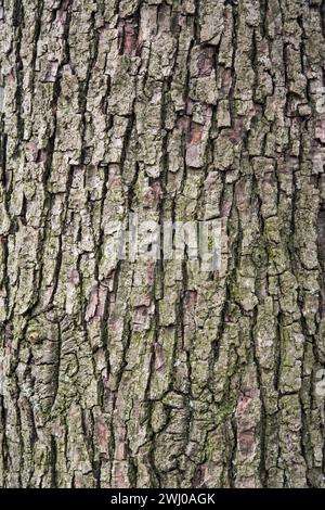 Corteccia di un vecchio albero perenne ravvicinato come sfondo naturale in legno Foto Stock