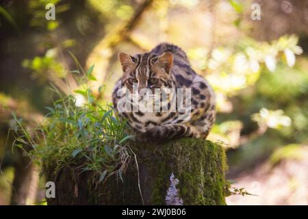 Gatto Leopardo, Prionailurus Bengalensis, Sikkim, India Foto Stock