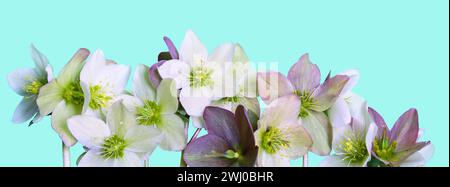 Bordo floreale senza cuciture con fiori di Hellebore (rosa di Natale) isolati. schema orizzontale su blu Foto Stock