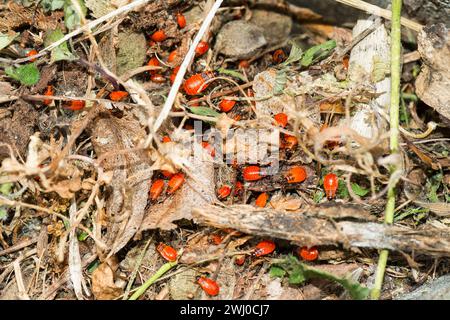 Ninfe della cimice del fuoco comune (Pyrrhocoris apterus) Foto Stock