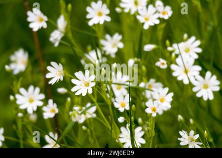 Maggiore stitchwort Foto Stock