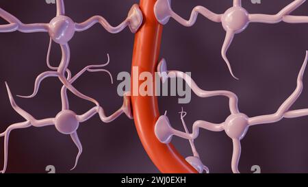 rendering 3d di astrociti con vasi sanguigni, ampiamente presenti in tutto il cervello e il midollo spinale. Foto Stock