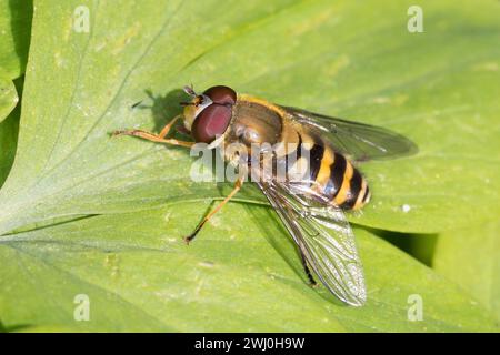Garten-Schwebfliege, Gartenschwebfliege, Gemeine Schwebfliege, Männchen, Syrphus spec., volo sospeso, maschio Foto Stock