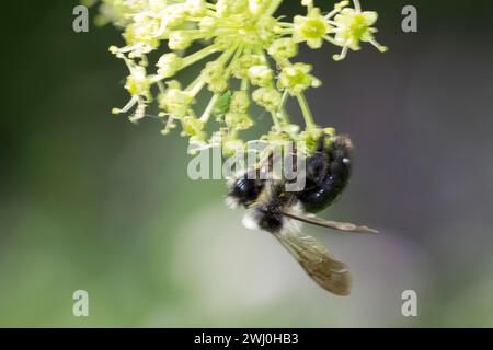 Graue Sandbiene, Aschgraue Sandbiene, Düstere Sandbiene, Grauschwarze Düstersandbiene, Düstersandbiene, Düster-Sandbiene, Sandbiene, Weibchen, Andrena Foto Stock