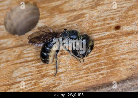 Hahnenfuß-Scherenbiene, Hahnenfuss-Scherenbiene, Scherenbiene, Scherenbienen, Weibchen, Am Nest, verschließt Neströhre, Niströhre, Chelostoma florisom Foto Stock