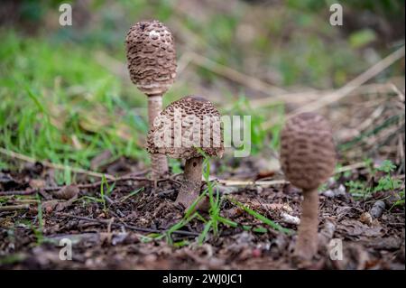 Fungo ombrello gigante comune Foto Stock