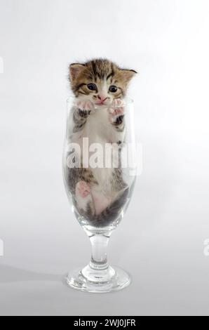 Piccolo tavolino di colore gattino dagli occhi blu seduto in un bicchiere di birra trasparente Foto Stock