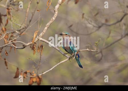 Rullo indiano, Coracias benghalensis, Madhya Pradesh, India Foto Stock