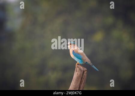 Rullo indiano, Coracias benghalensis, Madhya Pradesh, India Foto Stock