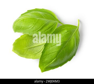 Verde fresco di foglie di basilico Foto Stock