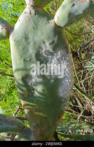 Scala cocciniana di Opuntia (Dactylopius coccus) sulla foglia di Opunitie (Opuntia), Gran Canaria, Isole Canarie, Spagna. Foto Stock