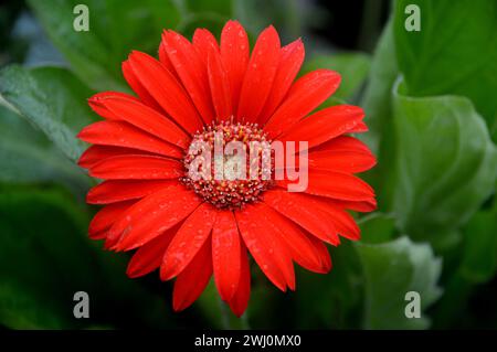 Single Red Gerbera Garvinea "Sweet Love" (Garswlove) Flower Grown in a Border at RHS Garden Harlow Carr, Harrogate, Yorkshire, Inghilterra, Regno Unito. Foto Stock