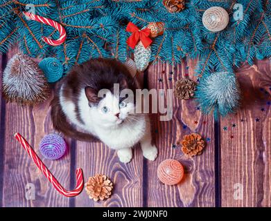 Appartamento di Capodanno giaceva gattino grigio e bianco su un pavimento di legno con decorazioni natalizie e rami di abete blu Foto Stock