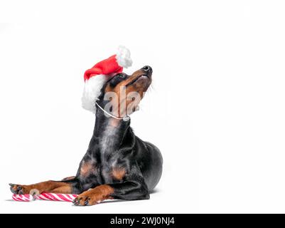 Giovane cucciolo pinscher in miniatura con un cappello di Natale rosso con una canna da zucchero Foto Stock