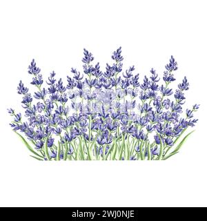 Acquerello composizione delicata di fiori viola di lavanda. Bouquet floreale isolato disegnato a mano in provenza. Modello di disegno botanico per scheda, stampa Foto Stock