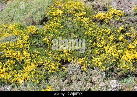 Aulaga morisca o Piorno amarillo (Genista versicolor) è un arbusto endemico della Sierra Nevada, della Sierra de Baza e della Sierra de Los Filabres. Questa foto è stata Foto Stock