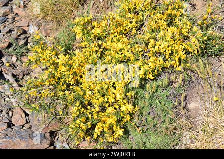 Aulaga morisca o Piorno amarillo (Genista versicolor) è un arbusto endemico della Sierra Nevada, della Sierra de Baza e della Sierra de Los Filabres. Questa foto è stata Foto Stock