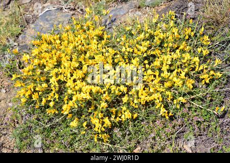 Aulaga morisca o Piorno amarillo (Genista versicolor) è un arbusto endemico della Sierra Nevada, della Sierra de Baza e della Sierra de Los Filabres. Questa foto è stata Foto Stock