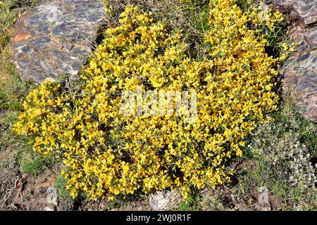 Aulaga morisca o Piorno amarillo (Genista versicolor) è un arbusto endemico della Sierra Nevada, della Sierra de Baza e della Sierra de Los Filabres. Questa foto è stata Foto Stock